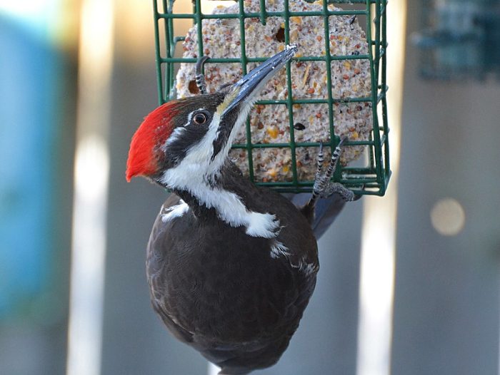 A pileated woodpecker feeds on a block of suet.